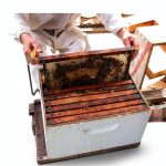 Insect Science for Beginners: A Comprehensive Guide-0